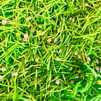 Spring Grass Sensory Mix